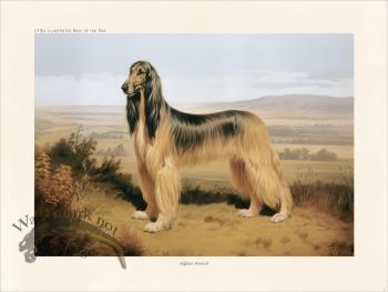 CFA Dog Afghan Hound 01